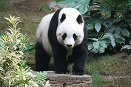 Google Panda? What the Hell is Panda?